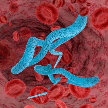 Ebola virüsü