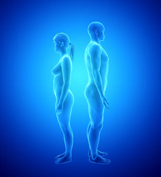 Human Body Anatomy - Man and Woman — Stock Photo, Image