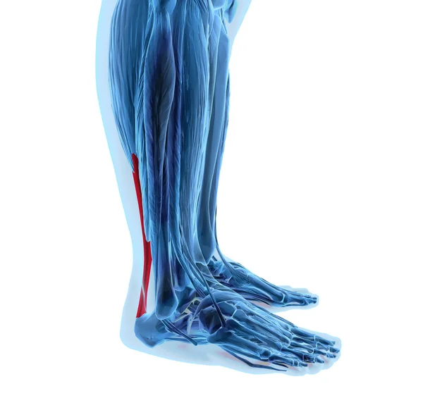Tendão de aquiles com músculos da perna inferior — Fotografia de Stock