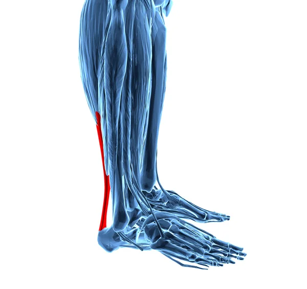 Ścięgna Achillesa z dolnej mięśnie nóg — Zdjęcie stockowe