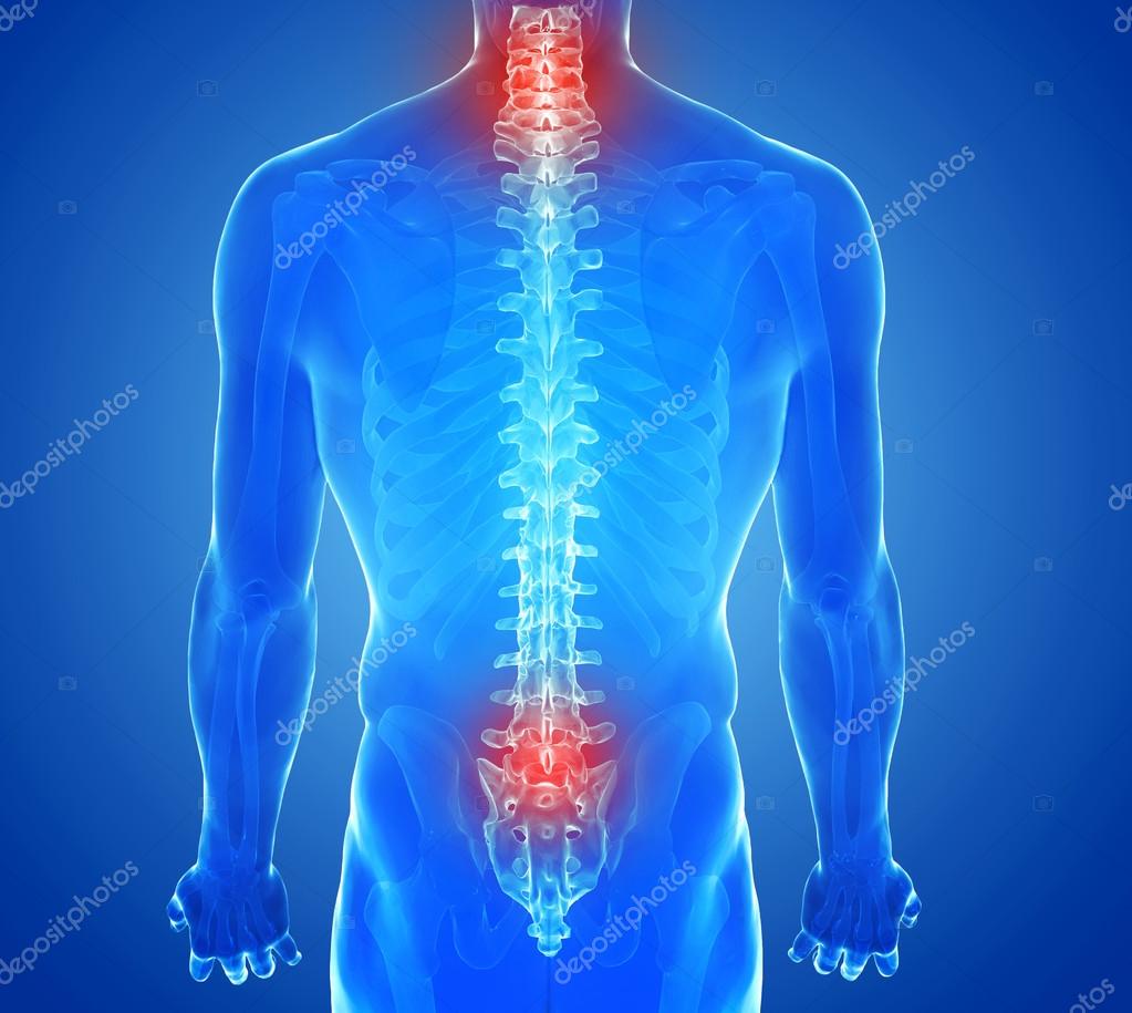 Позвоночник Человека Фото С Описанием