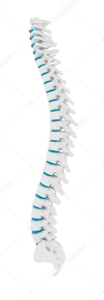 Human Spine isolated on white background