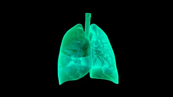 Menschliche Lungen — Stockvideo