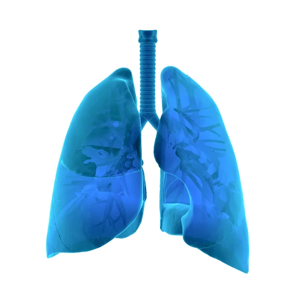 Radiografía de los pulmones humanos — Foto de Stock