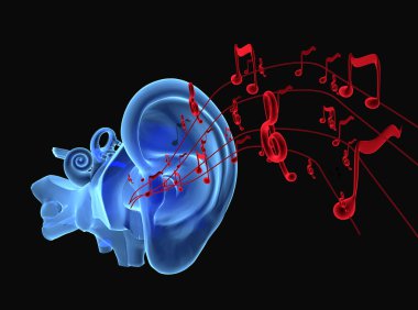 3D ear anatomy with notes clipart