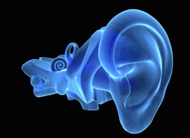 3D human ear anatomy  clipart