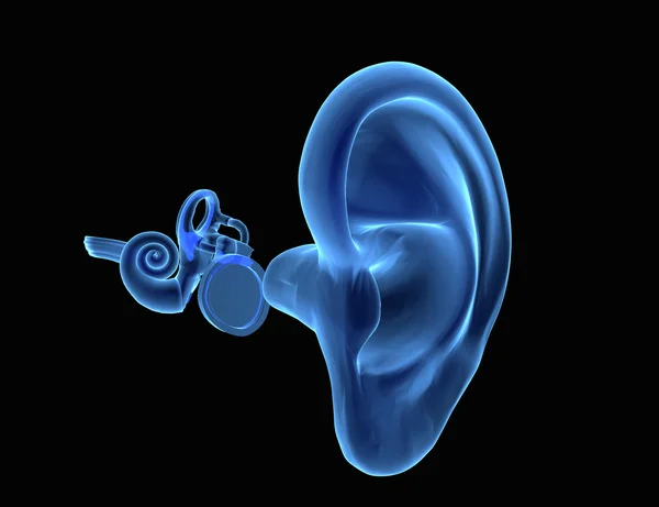 Anatomía del oído humano 3D Fotos de stock libres de derechos
