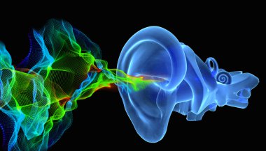 siund dalgalar ile 3D kulak anatomisi