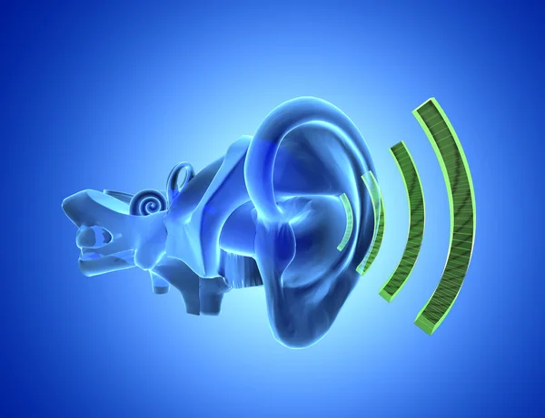 3D ear anatomy with sound — Stock Photo, Image