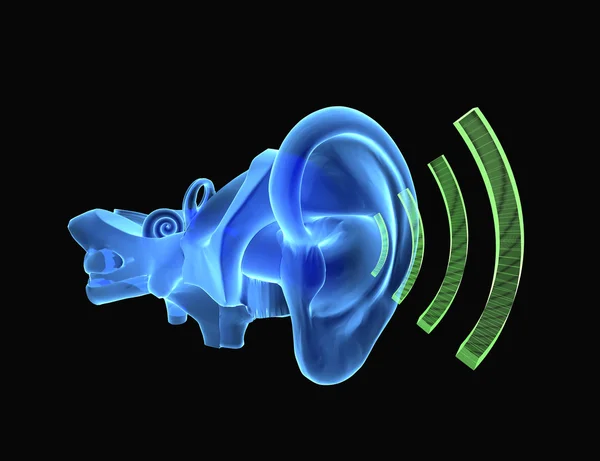 3D ear anatomy with sound Stock Picture