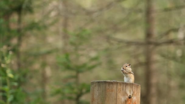 Zbliżenie małego syberyjskiego wiewiórka z woreczkami policzkowymi wypchanymi jedzeniem stoi na tylnych nogach i zjada nasiona. — Wideo stockowe