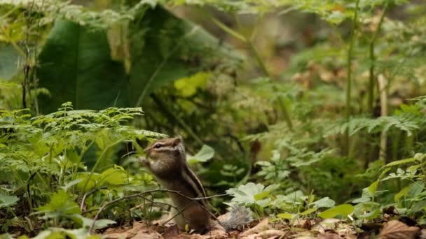 Primer plano de una pequeña ardilla curiosa comiendo una hoja de flor de pie sobre sus patas traseras y sosteniendo un tallo de hierba. — Vídeos de Stock