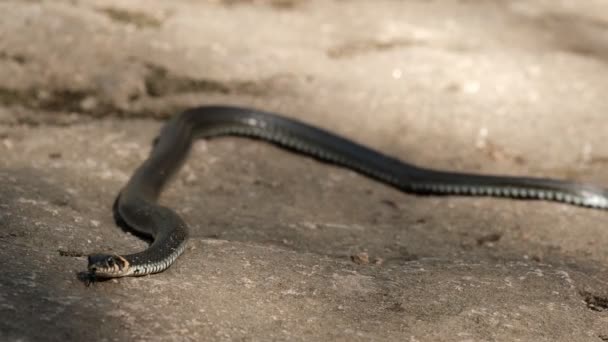 Langzame beweging van een zwarte grote slang die op de rotsen kruipt en zijn tong uitsteekt. — Stockvideo