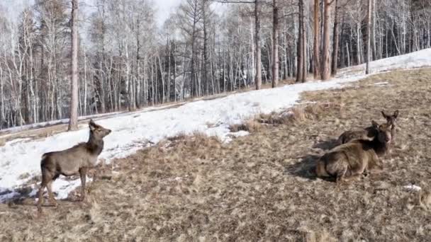Eine Familie wilder Marals liegt auf einem Berggipfel — Stockvideo