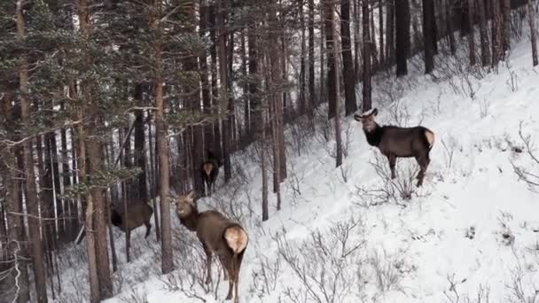 Luftaufnahme einer Herde wilder Marder im Wald am Berghang im sibirischen Naturschutzgebiet Stolby Krasnojarsk. — Stockvideo