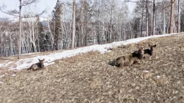 Flygfoto av en familj av vilda marals som ligger på en bergssida sola i solen. — Stockvideo