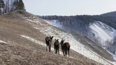 Yavrularıyla birlikte bir dişi maral, karla kaplı bir dağ yamacında yürüyor..