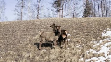 Dişi bir asker yavrularını tehlikeden korur.