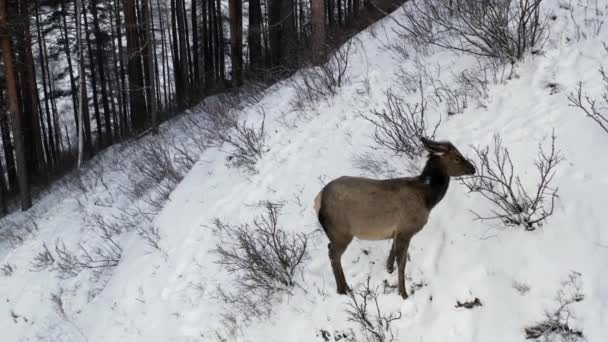 Um bebê selvagem maral pastoreia na floresta no inverno. — Vídeo de Stock