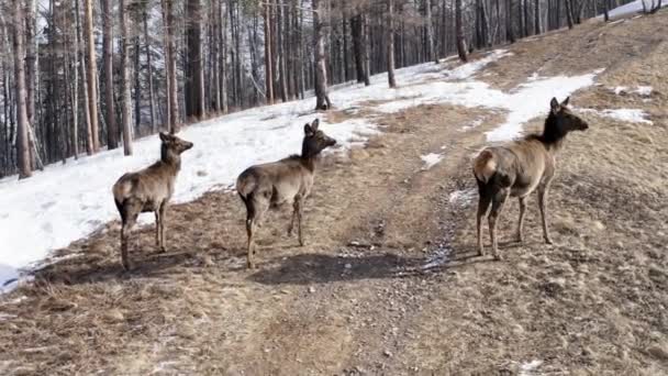 Eine wilde Maraldenfamilie auf einem Waldweg. — Stockvideo