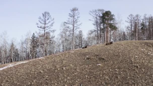 Luftaufnahme einer Herde wilder Marder, die auf einem Berg liegt. — Stockvideo