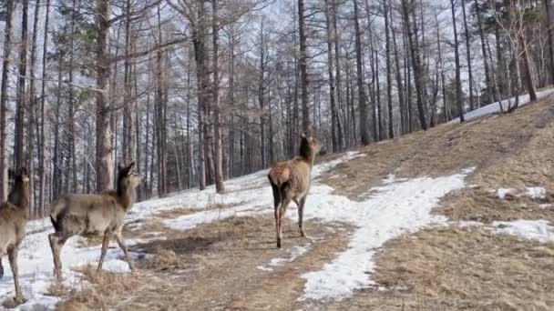 Luftaufnahme einer Familie wilder Marder auf einem Waldweg. — Stockvideo