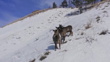 Aerial shot of a female wild maral with her cubs stands on a snow-covered mountainside.