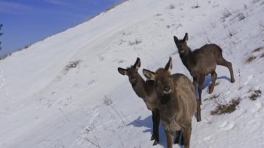 Close-up of a family of wild marals in the Siberian nature Reserve Stolby.
