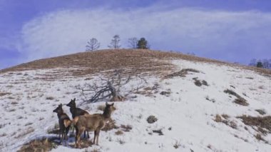 Dişi vahşi Maral 'ın drone iğnesi yavrularını korur.