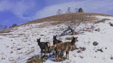 Sibirya Doğa Koruma Alanı Stolby 'de karla kaplı bir dağ yamacında bir Mareşal ailesi duruyor..