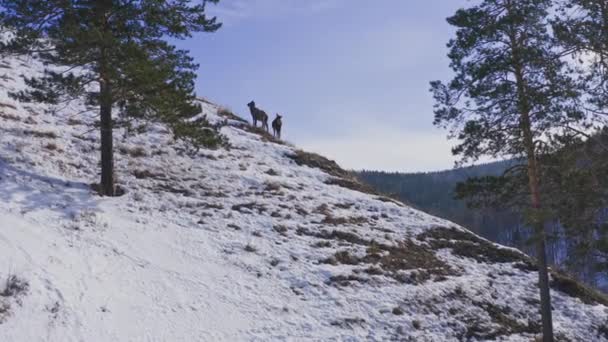 Drone shot of a family of wild marals grazing on a mountain range. — Stok video
