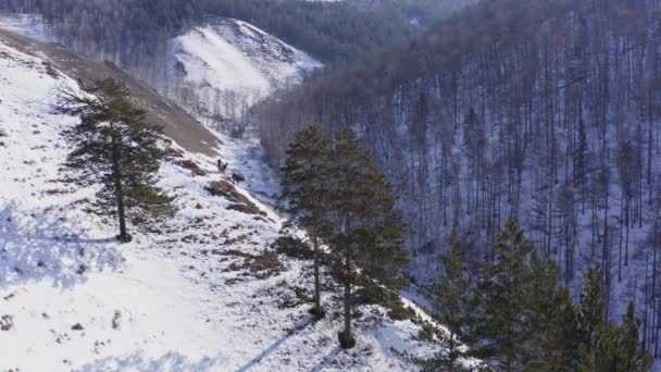 Vista aérea de tres marals salvajes pastando en una cordillera con la Reserva Natural de Krasnoyarsk Stolby. — Vídeo de stock