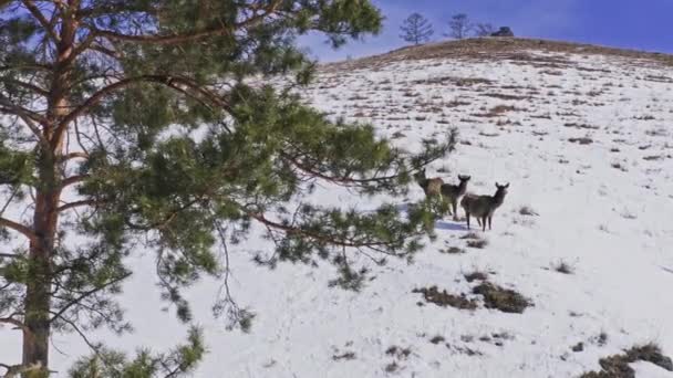 Tres curiosos salvajes en la ladera de la montaña. — Vídeo de stock