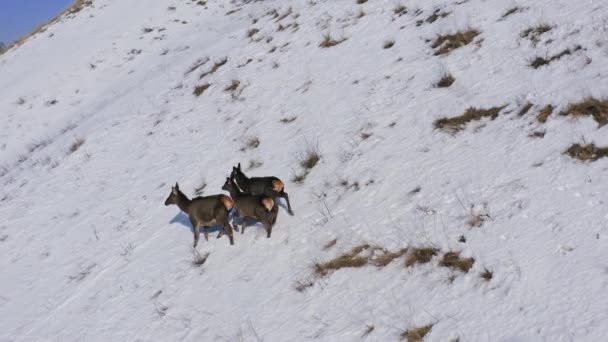 Vista aérea de tres salvajes marals corriendo por una empinada ladera de la montaña. — Vídeos de Stock