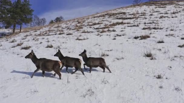 Drone shot van een familie van wilde merals wegrennen door de sneeuw. — Stockvideo