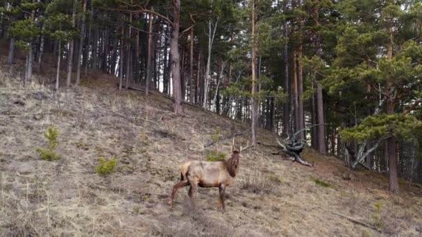 Dağ yamacında vahşi savaş boynuzlarının havadan görüntüsü.. — Stok video