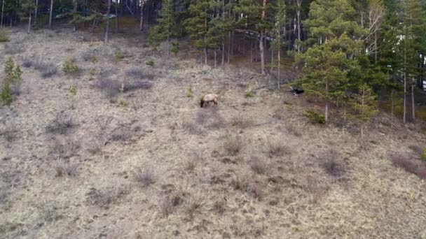 Luchtfoto van een mannelijk rood hert op een berghelling in het bos. — Stockvideo
