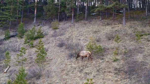 Drohnenschuss eines männlichen Wildmarders, der im Wald weidet — Stockvideo