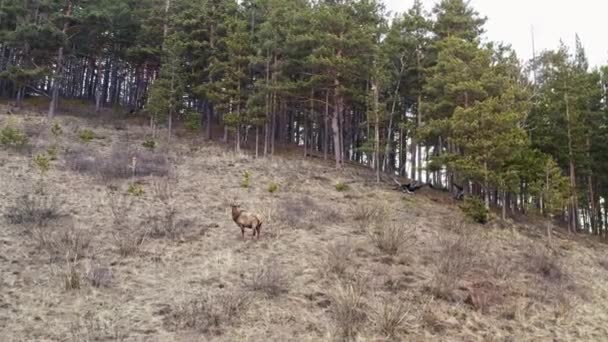 Samiec dziki jeleń na zboczu góry — Wideo stockowe