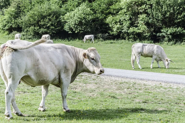 Cows — Stock Photo, Image