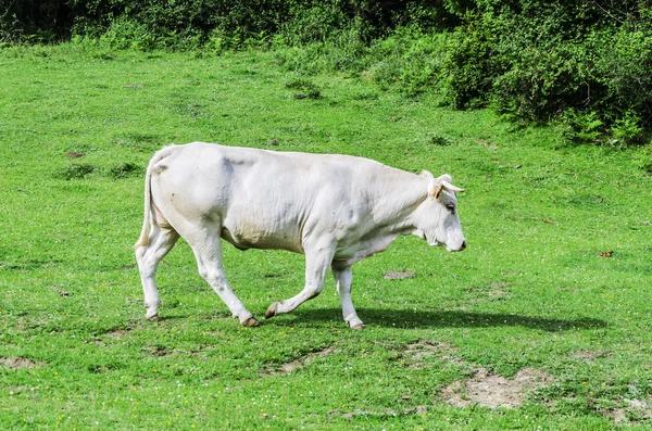 İnekler — Stok fotoğraf