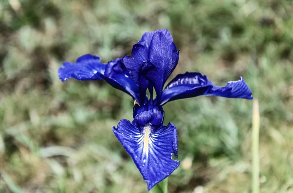 Blue flower Royalty Free Stock Photos