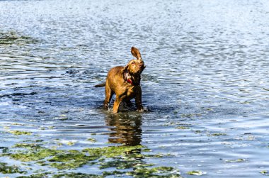 köpek nehir
