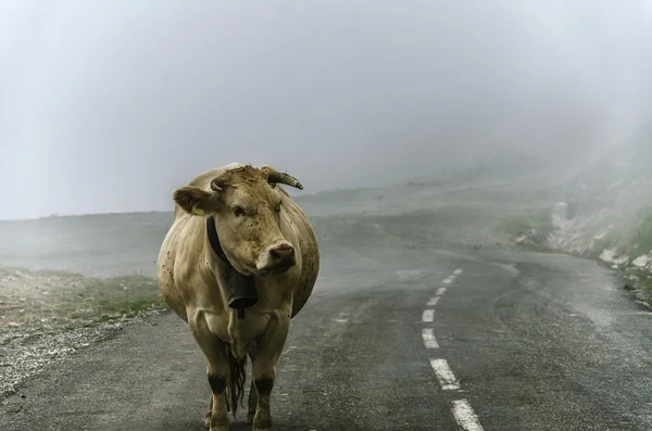 İnek yolda. — Stok fotoğraf