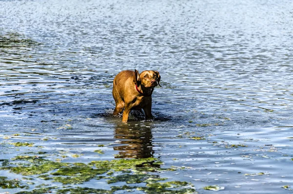 Cane nel fiume — Foto Stock