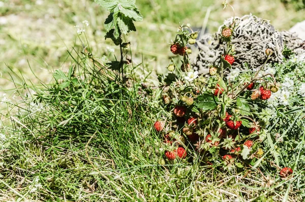 Walderdbeeren — Stockfoto