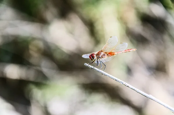 Dragonfly — Stock Photo, Image