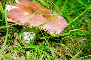 Ekili beyaz düğme mantar, Agaricus bisporus standarttır adı mantar için