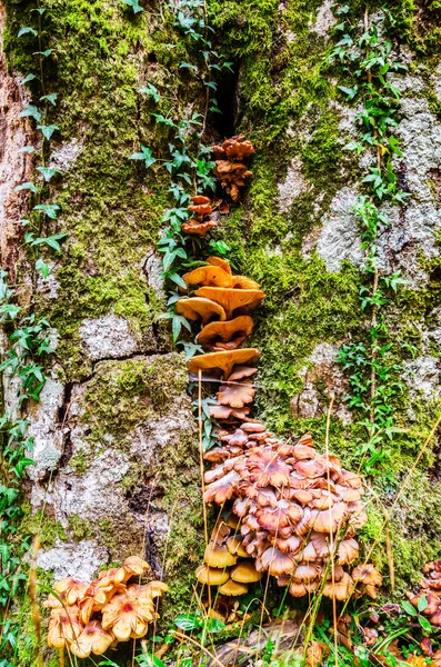 The standard for the name mushroom is the cultivated white button mushroom, Agaricus bisporus — Stock Photo, Image