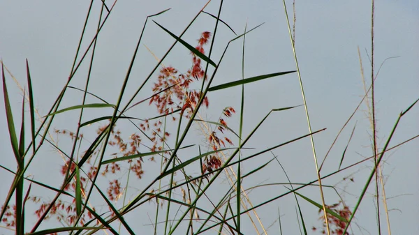 รายละเอียดดอกไม้หญ้าป่า — ภาพถ่ายสต็อก